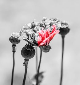 Photography, Poppy Pink, Amrita Bilimoria