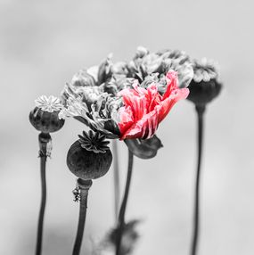 Photography, Poppy Pink, Amrita Bilimoria