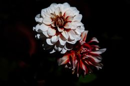 Photography, Dahlias, Amrita Bilimoria