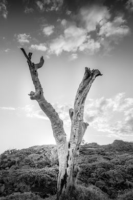 Photography, L'arbre, Jean-Guy Nakars