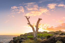 Photography, L'arbre-2, Jean-Guy Nakars