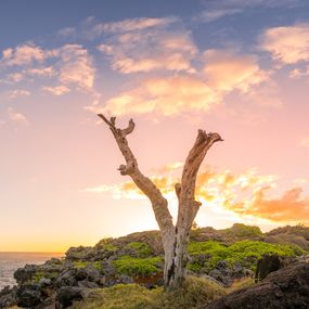 Photography, L'arbre-2, Jean-Guy Nakars
