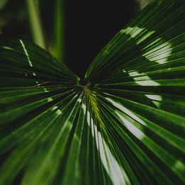 Photography, Jungle Green, Amrita Bilimoria