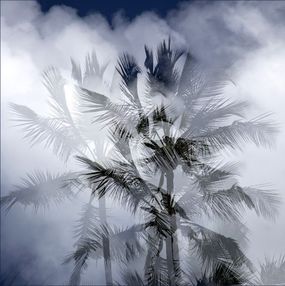 Photographie, Palm Tree, Jean-Pierre Fleury