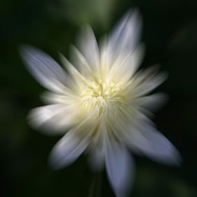 Photographie, Tamarin, Jean-Pierre Fleury