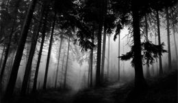 Stampe, Fairmount Forest, Robert Longo