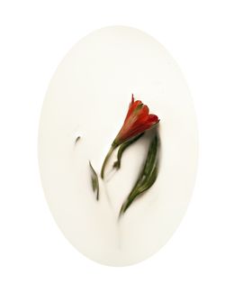 Photographie, Latte e polline 8, Nicola Vinci