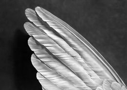Stampe, Angel's Wing, Robert Longo