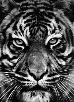 Stampe, Leo, Robert Longo