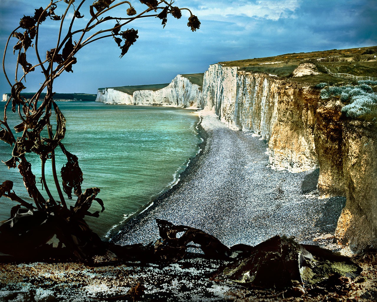 Holly King, Chalk Shoreline Holly King, Chalk Shoreline