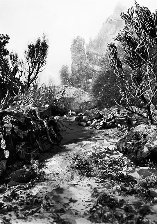 Holly King, Pathway to an Illusion Holly King, Pathway to an Illusion