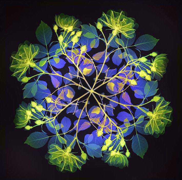 Hugh Turvey, Xogram - Polychromatic Fiori - Rose II Hugh Turvey, Xogram - Polychromatic Fiori - Rose II