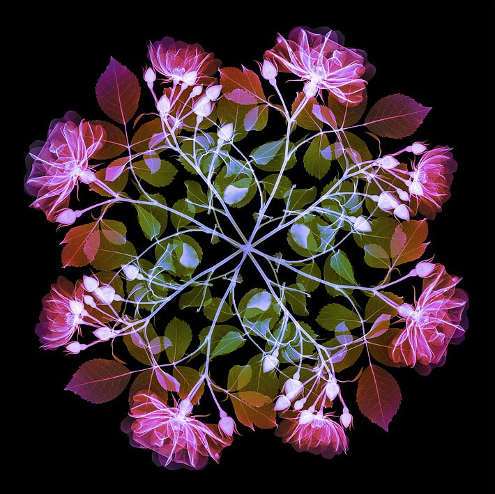 Hugh Turvey, Xogram - Polychromatic Fiori - Rose I Hugh Turvey, Xogram - Polychromatic Fiori - Rose I