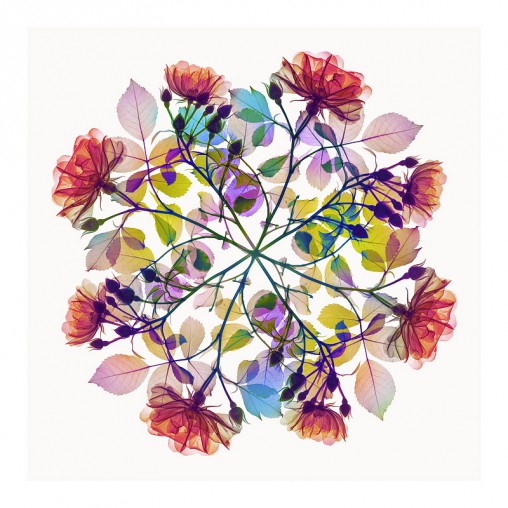 Hugh Turvey, Xogram - Polychromatic Fiori - Rose IV Hugh Turvey, Xogram - Polychromatic Fiori - Rose IV