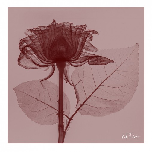 Hugh Turvey, Red Rose Hugh Turvey, Red Rose
