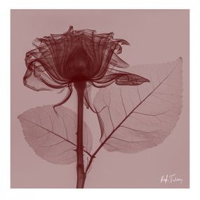 Photographie, Red Rose, Hugh Turvey
