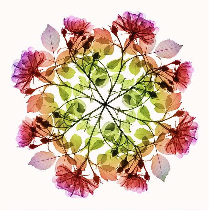 Hugh Turvey, Xogram - Polychromatic Fiori - Rose III Hugh Turvey, Xogram - Polychromatic Fiori - Rose III