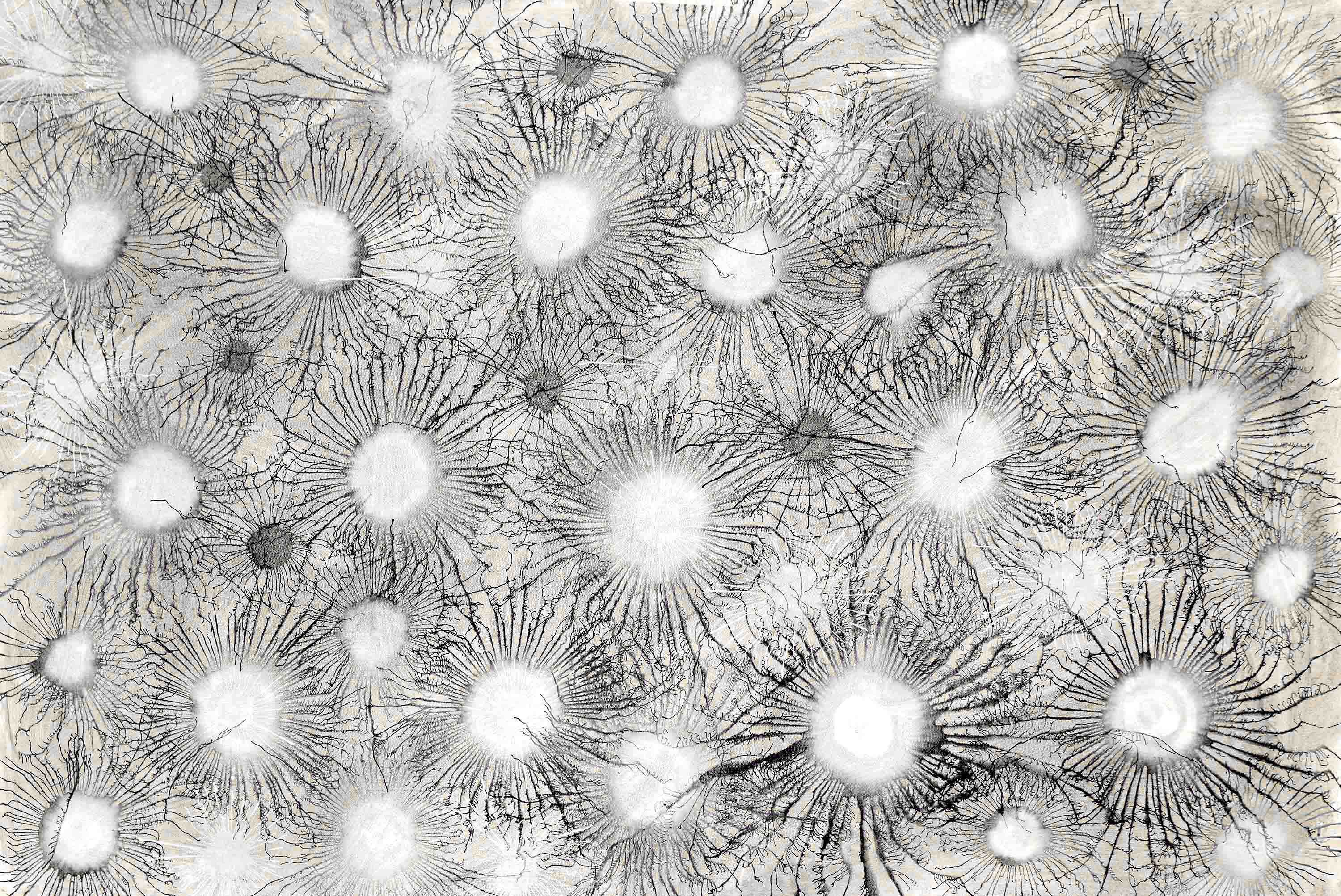 Sumit Mehndiratta, Exploflora Series No.55 Sumit Mehndiratta, Exploflora Series No.55