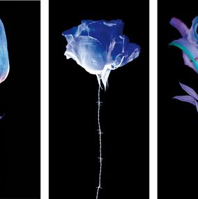 Yves Hayat, Fleurs blessées - Tulipe Yves Hayat, Fleurs blessées - Tulipe