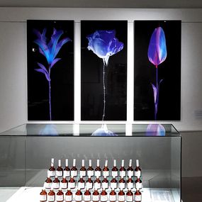 Yves Hayat, Fleurs blessées - Tulipe Yves Hayat, Fleurs blessées - Tulipe