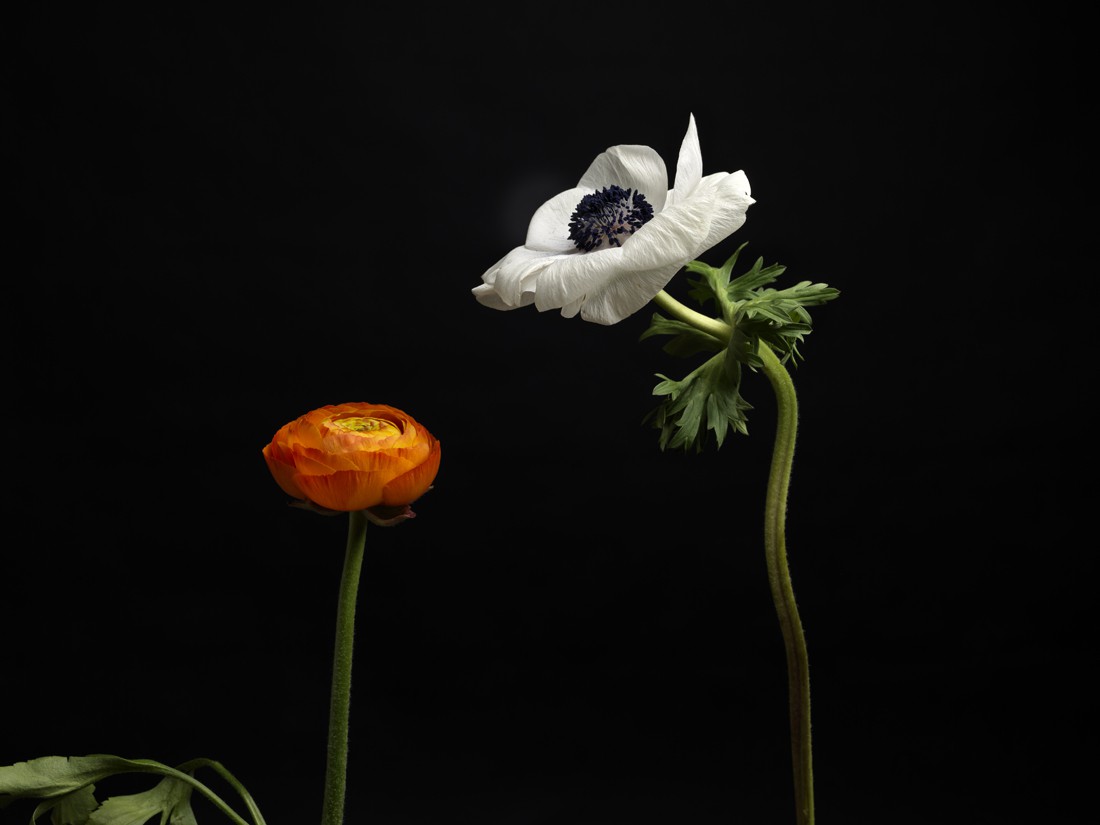 ▷ Anémone blanche et renoncule orange -01-117 by Joëlle Dollé, 2015 |  Photography | Artsper (339907)