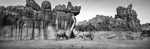 Zeng Nian