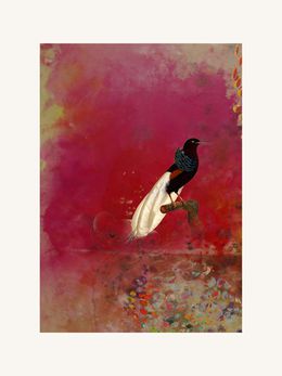 Print, Birds0033, Francisco Nicolás