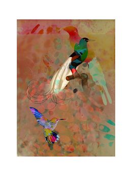 Print, Birds, Francisco Nicolás
