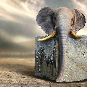Ben Goossens (BEL), Fossil Fool Ben Goossens (BEL), Fossil Fool