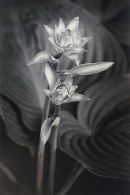 Photographie, Two Hosta Flowers, Russ Martin