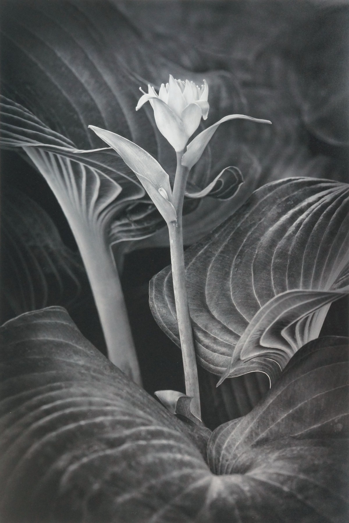 Russ Martin, Hosta Flower Russ Martin, Hosta Flower