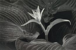 Photography, Dancing Flower, Russ Martin