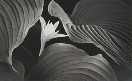 Photography, White Flower, Russ Martin