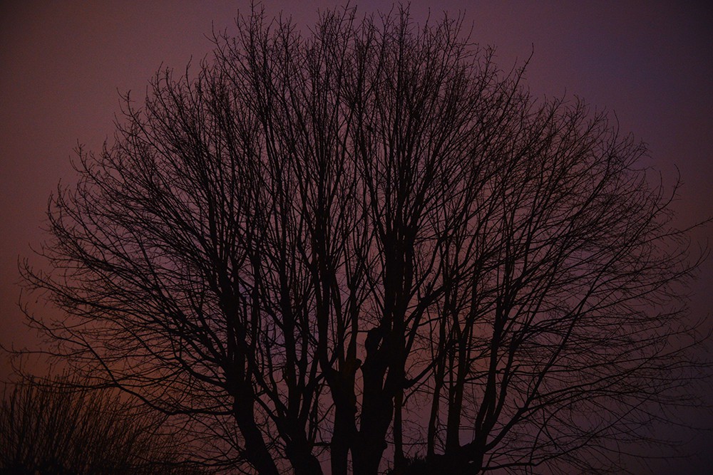 Feng Hatat, L'arbre Feng Hatat, L'arbre