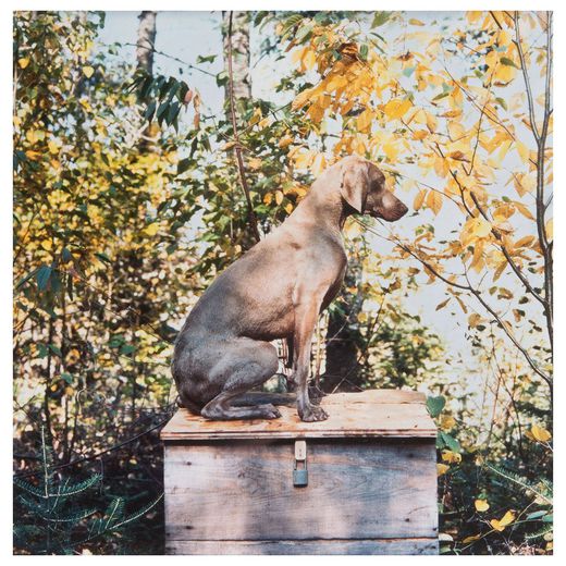 William Wegman