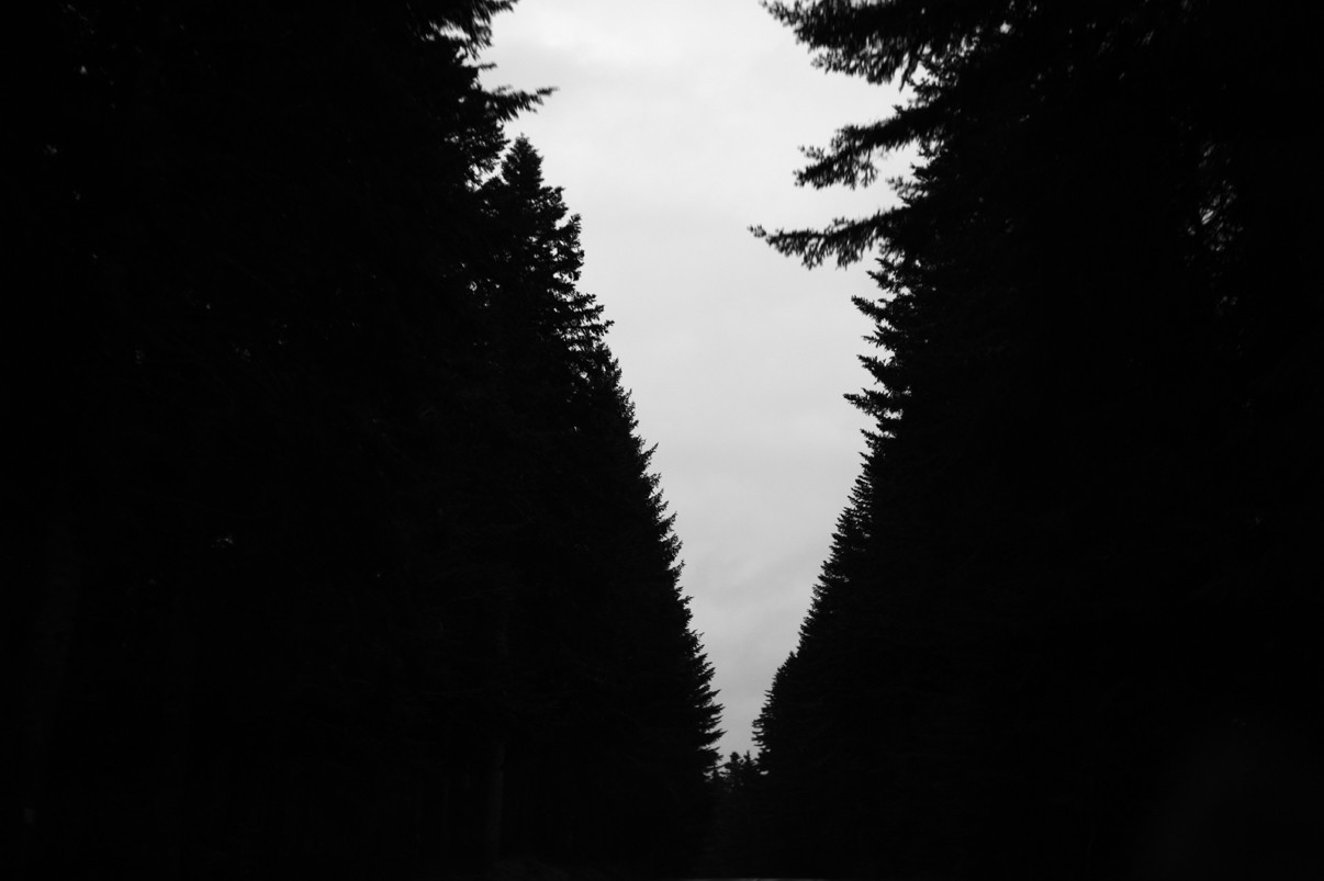 Feng Hatat, Forêt Feng Hatat, Forêt