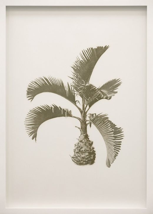 Roman Moriceau