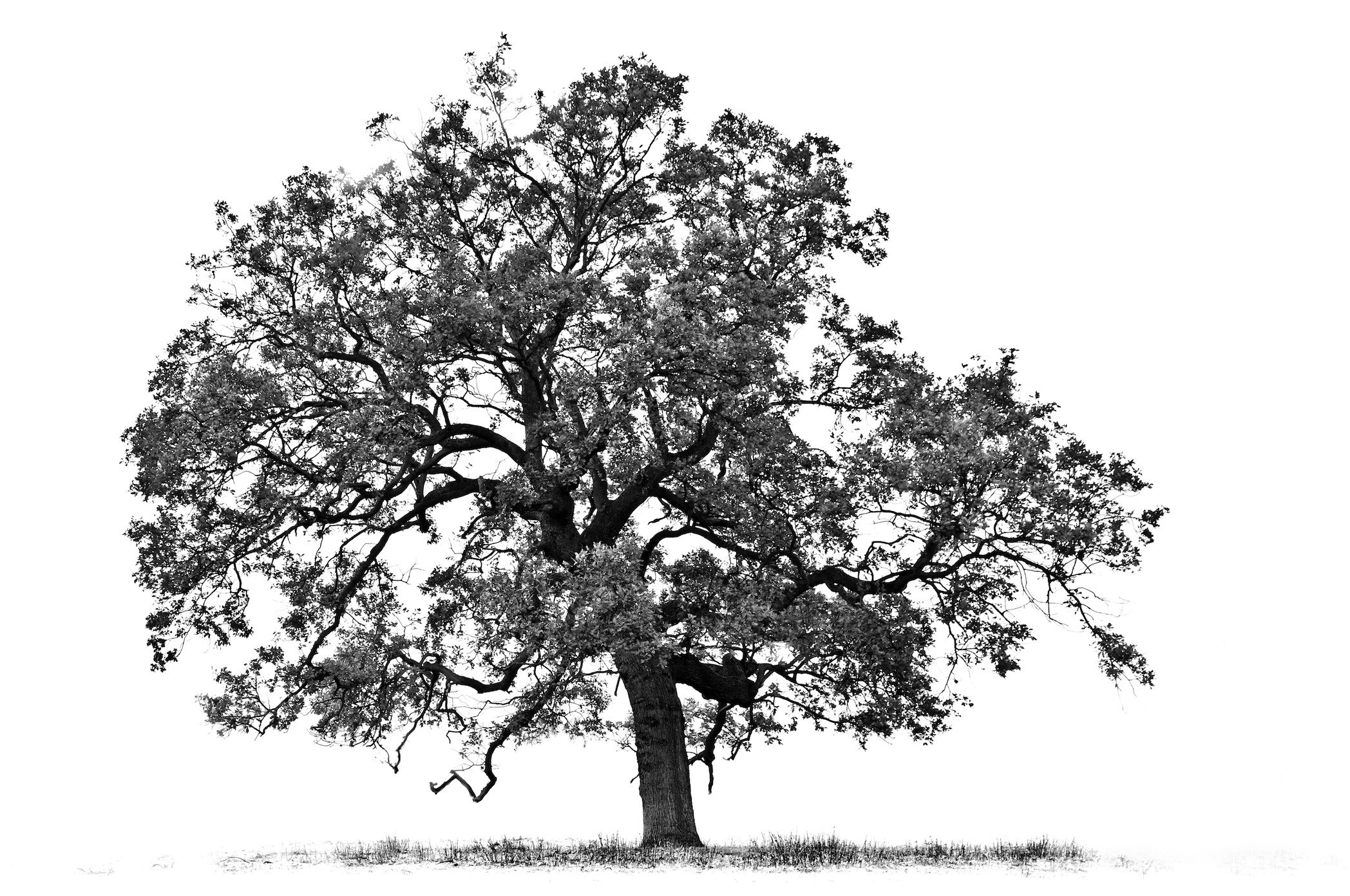 Janice Alamanou, Tree Janice Alamanou, Tree