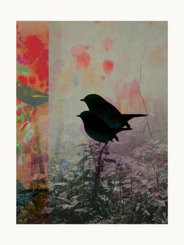 Print, Birds, Francisco Nicolás