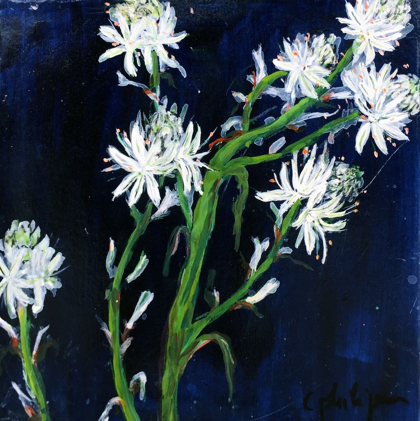 Clotilde, Fleurs de printemps Clotilde, Fleurs de printemps