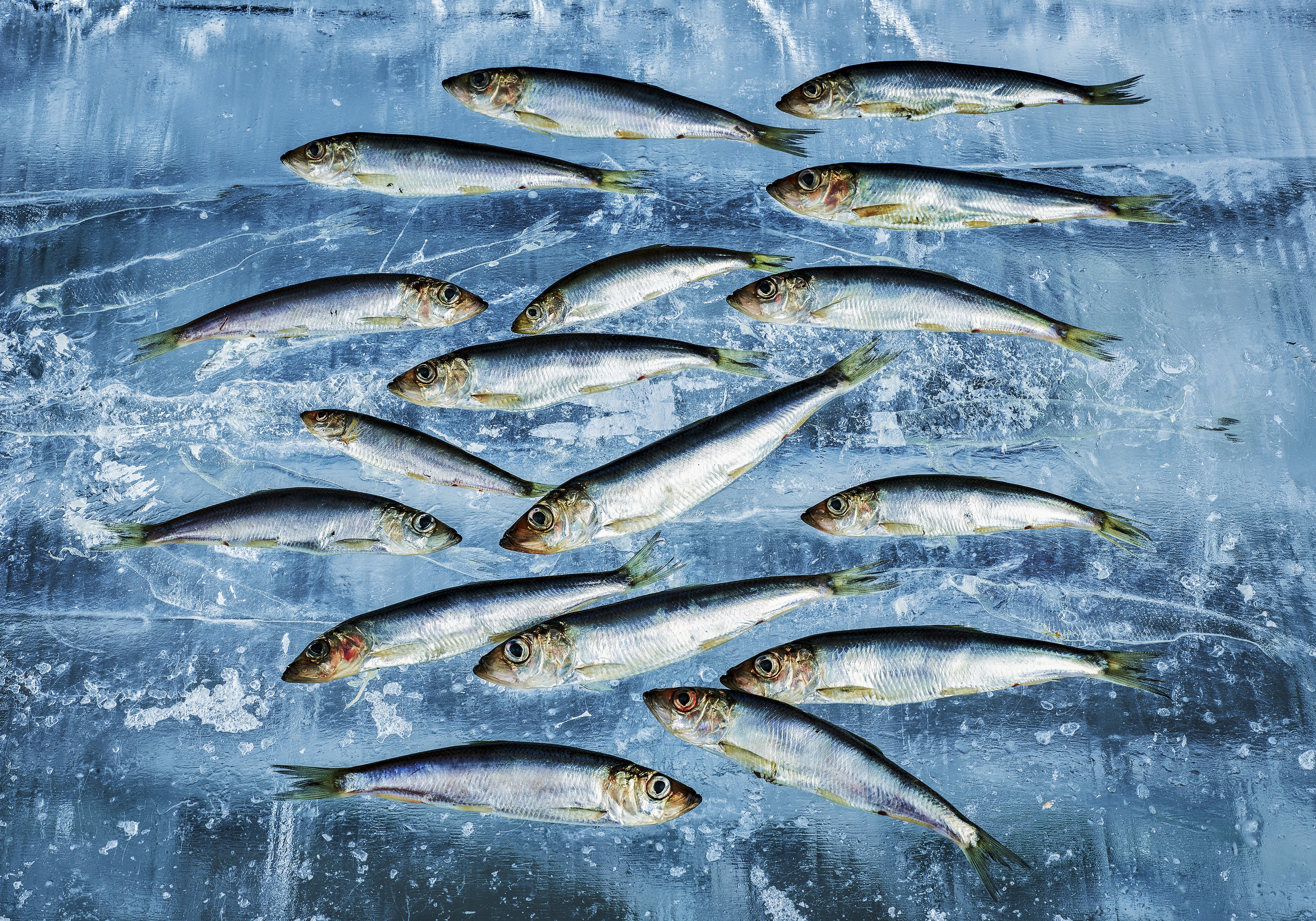 Tommi Anttonen, Herrings on Ice Tommi Anttonen, Herrings on Ice