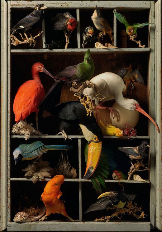 Darwin, Sinke & van Tongeren