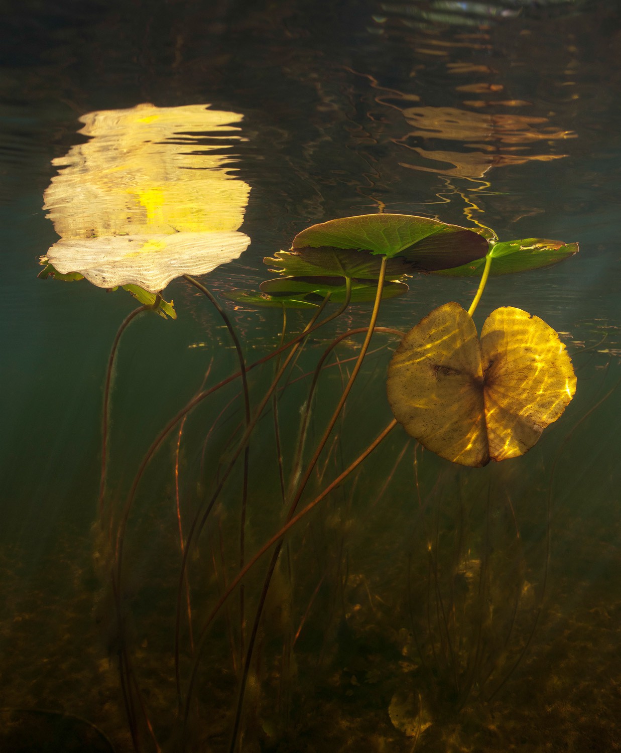 Anders Nils, Yellow Water Lilly Anders Nils, Yellow Water Lilly