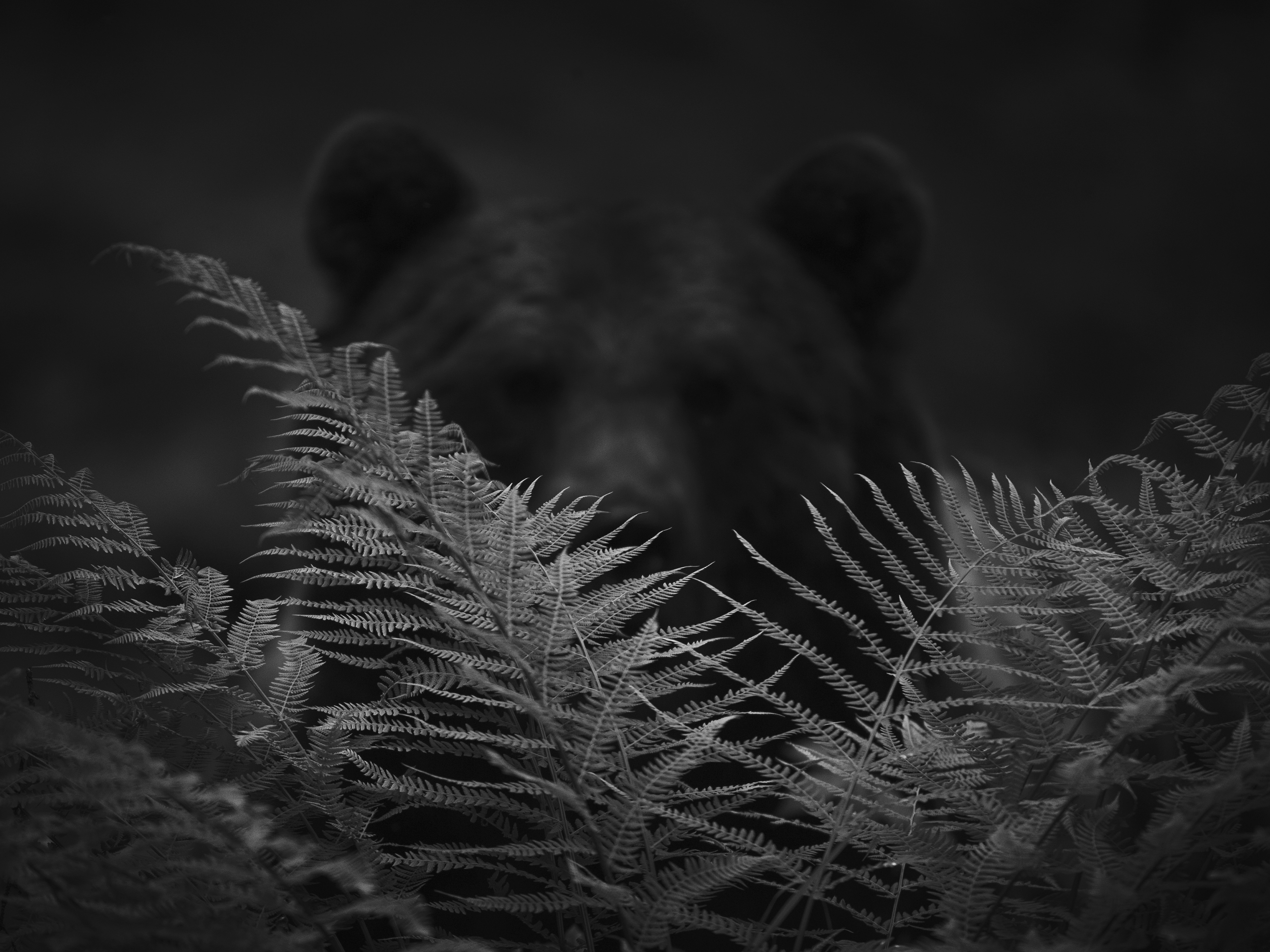 Heikki Willamo, Bear behind a fern Heikki Willamo, Bear behind a fern