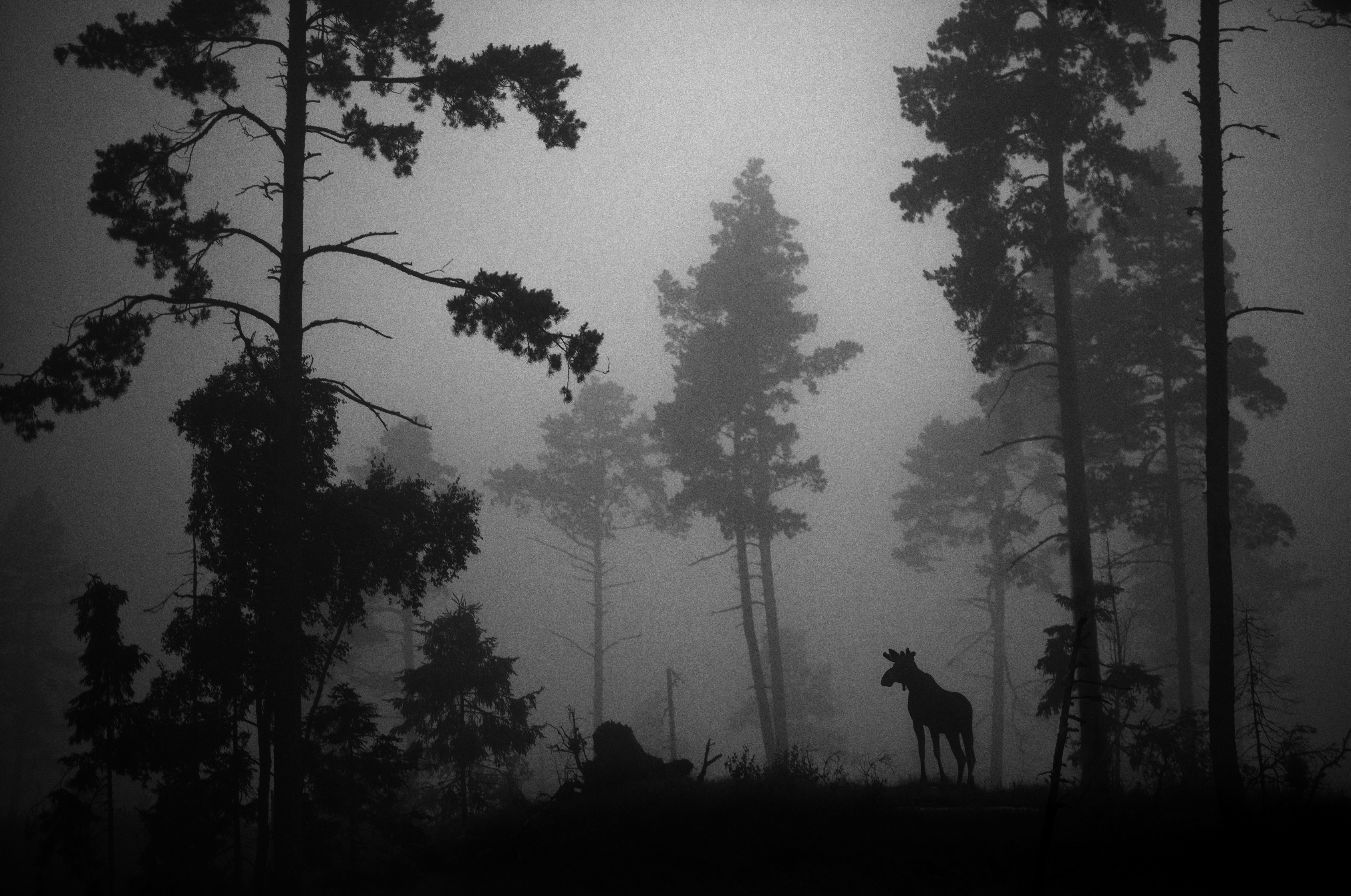 Heikki Willamo, Moose in Fog Heikki Willamo, Moose in Fog