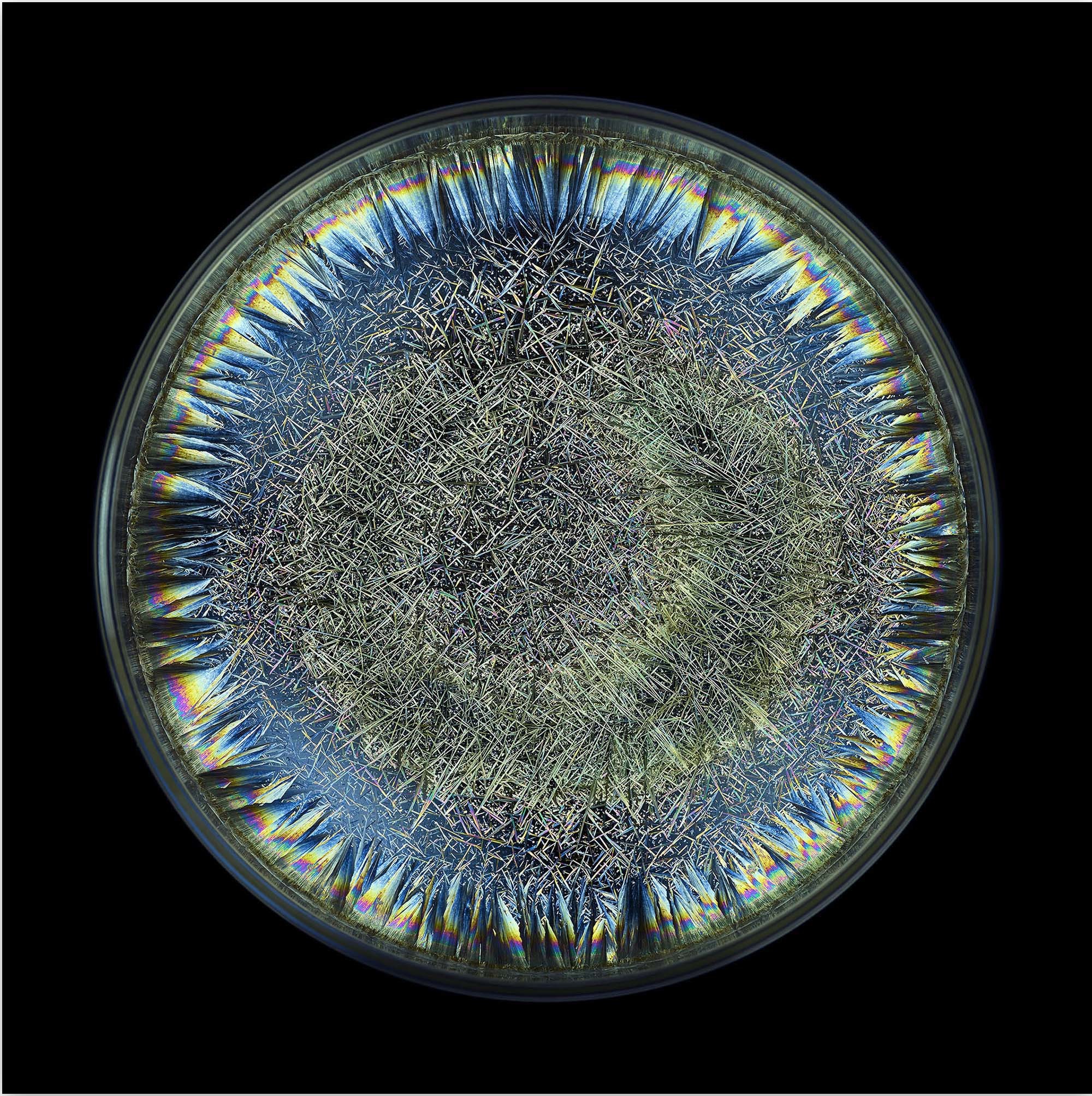 Seb Janiak, Morphogenetic field - AB negative blood Seb Janiak, Morphogenetic field - AB negative blood