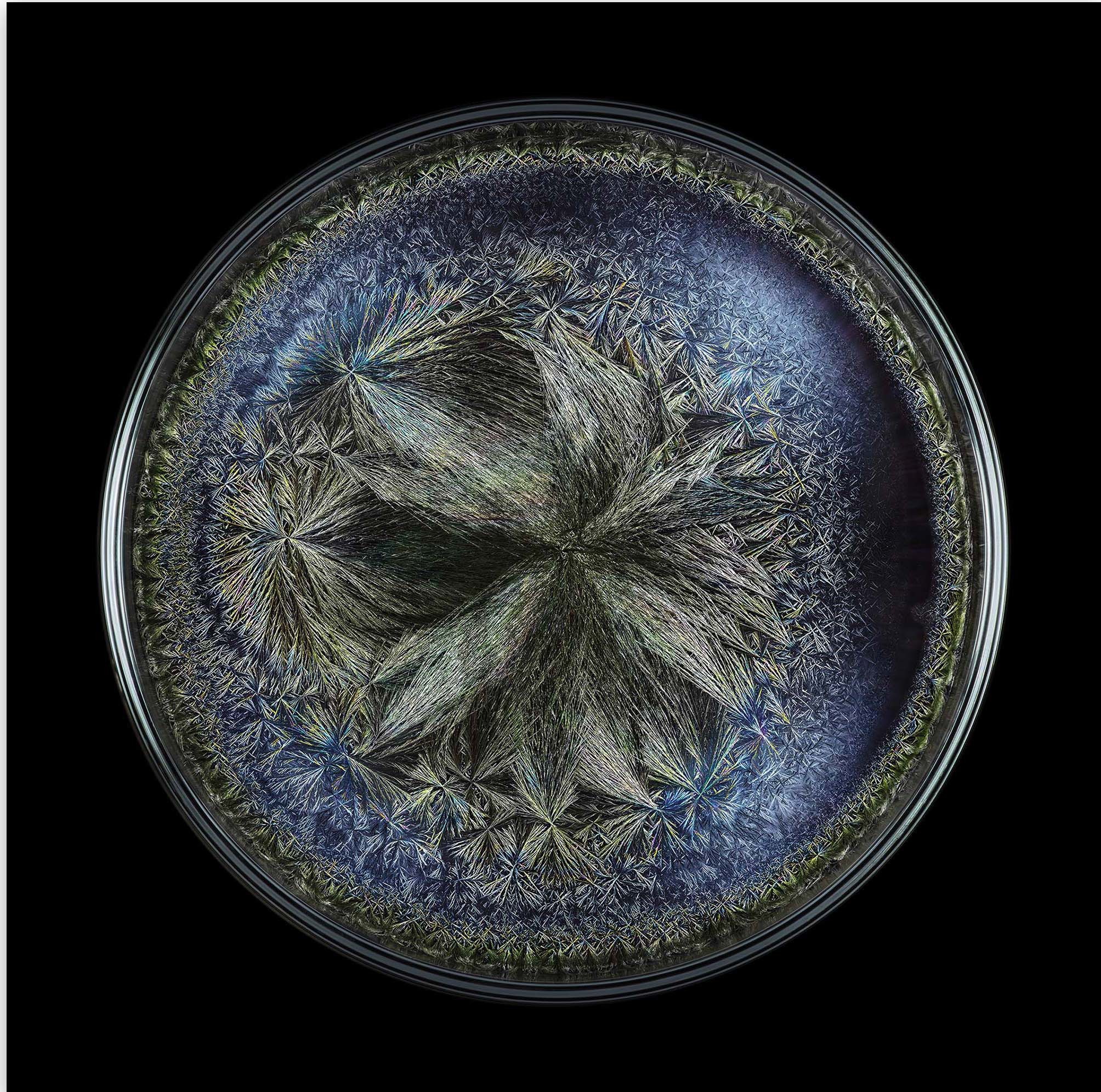 Seb Janiak, Morphogenetic field - Beluga caviar Seb Janiak, Morphogenetic field - Beluga caviar