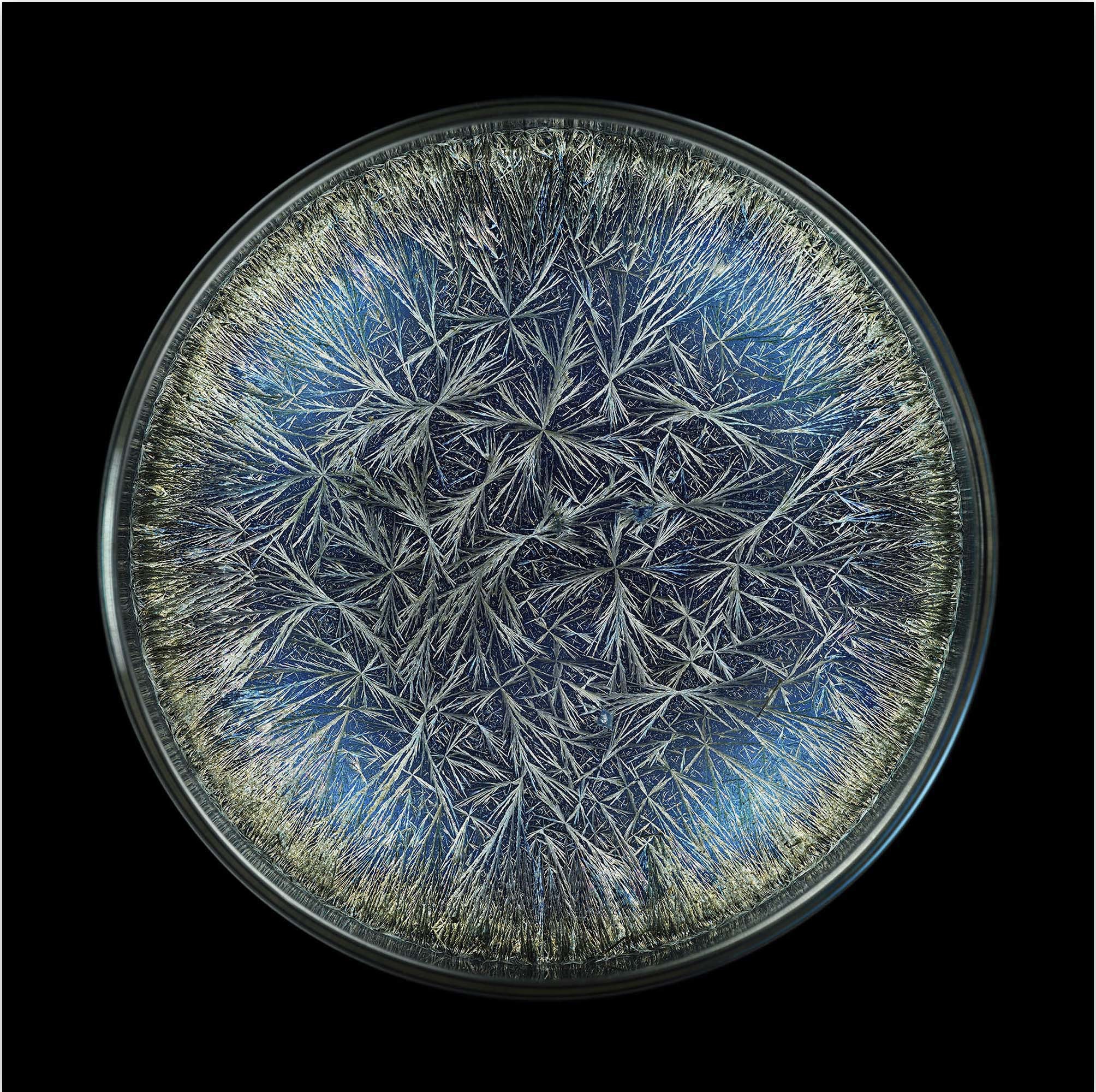 Seb Janiak, Morphogenetic field - Dandelion (Pissenlit) Seb Janiak, Morphogenetic field - Dandelion (Pissenlit)