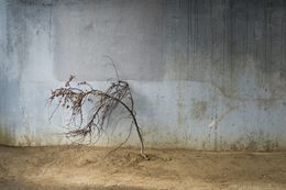 Photography, Arbre #15, Pierre Faure