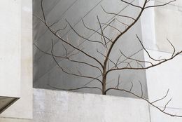 Photography, Arbre #3, Pierre Faure